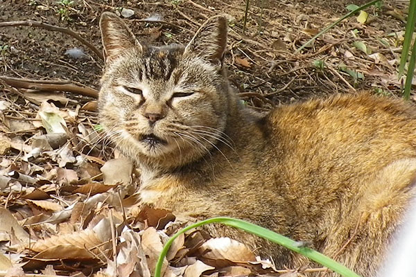 サラちゃん目を閉じる