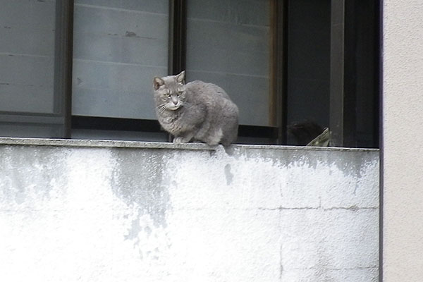 グレー猫さん塀から見てた