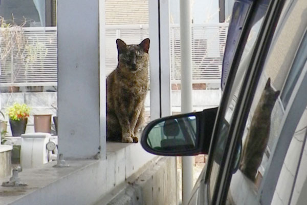 事務所のサビ猫さん