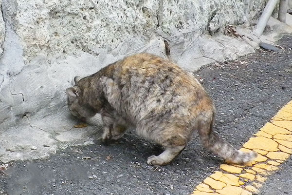 背中が茶色くなった銀たん