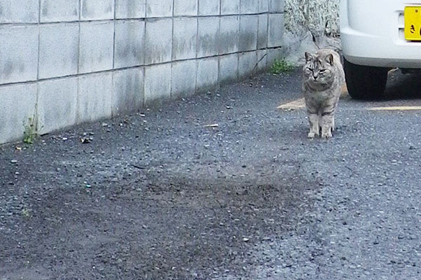 銀ちゃんが来る