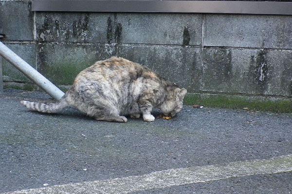 もぐもぐ中