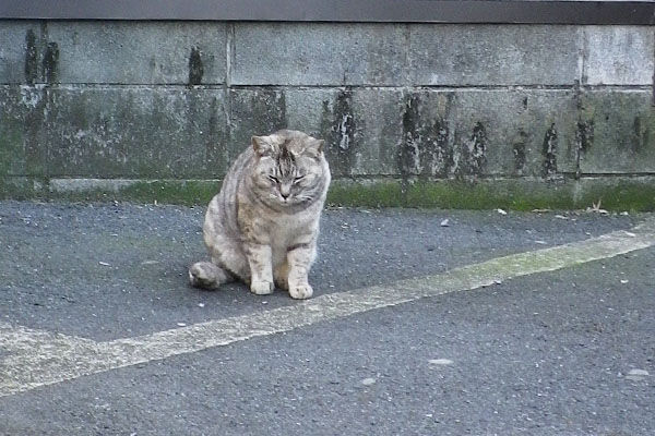 食べるの早い銀ちゃん