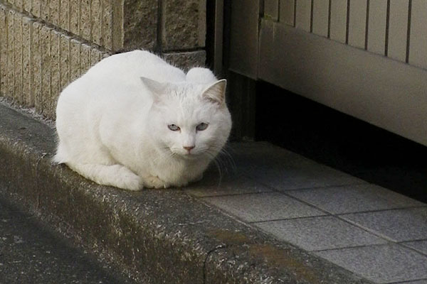 良いコで待ってるリリ