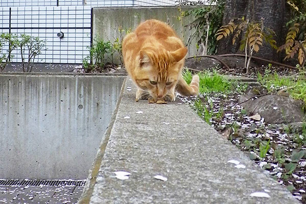 食べてるマーブル2