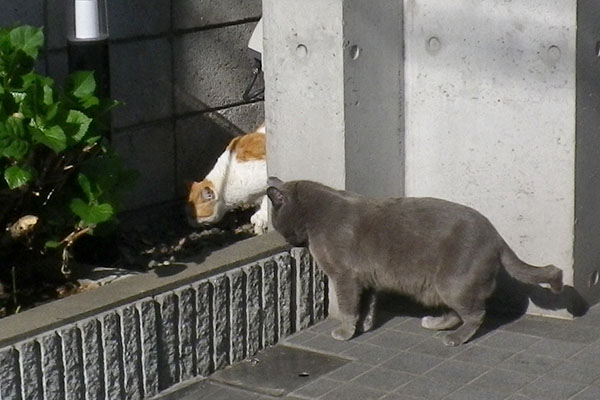 花壇の茶白ガールとロシグレ君