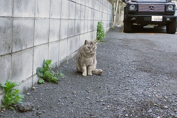 ちょこんと