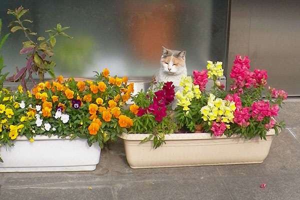 お花の中央に移動