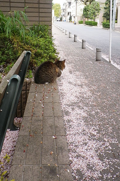 花びらの歩道とマリィ