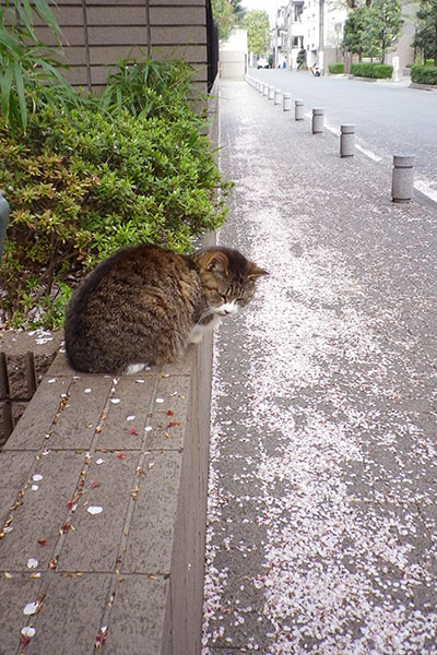 花びらの歩道とマリィちらり