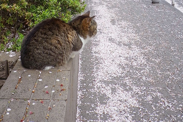 正面の豪邸を見る