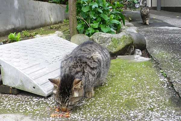 タビワン食べてる図