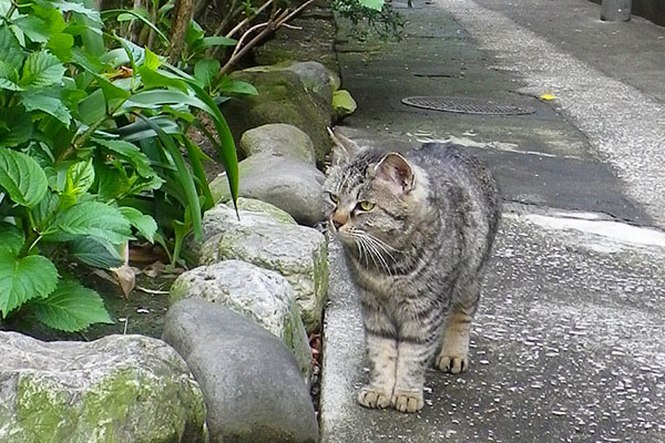 銀ちゃんを確認したタビゾ