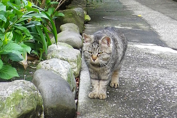 考え中のタビゾ