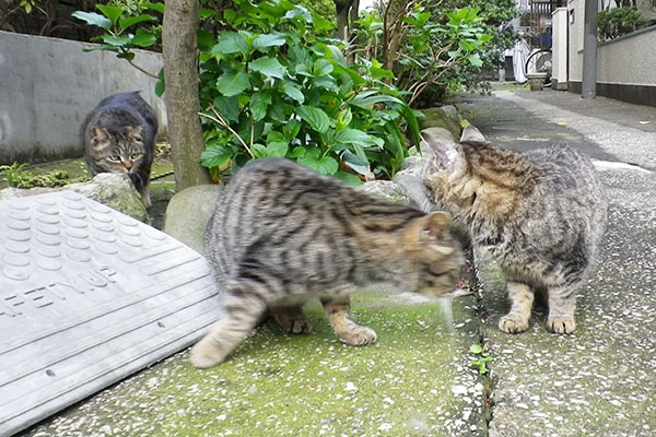 タビゾに譲るタビワンタビッツも