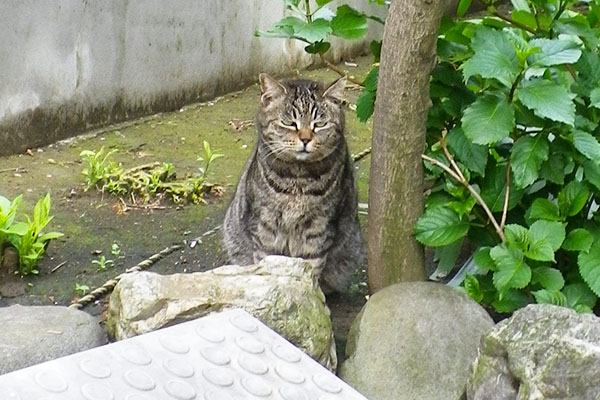 ぼけーとするタビッツ