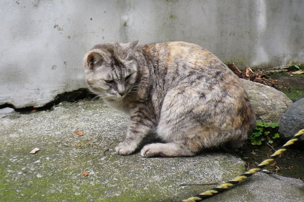 残りのカリカリをちらっと見る銀