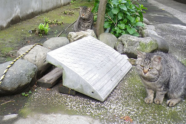 譲られたものの警戒タビゾ