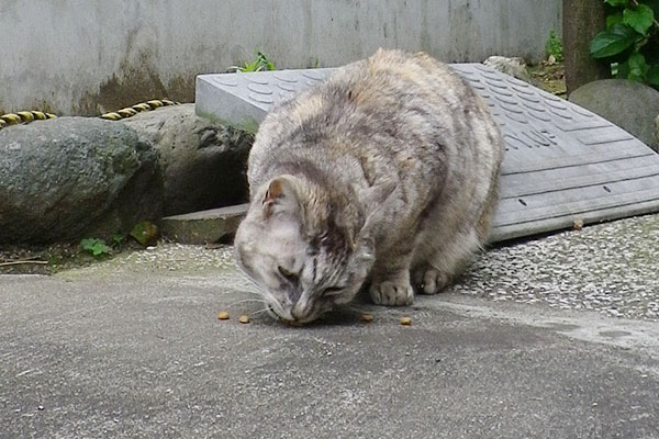 食べるの必死な銀