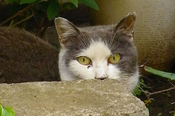 大きく見開く