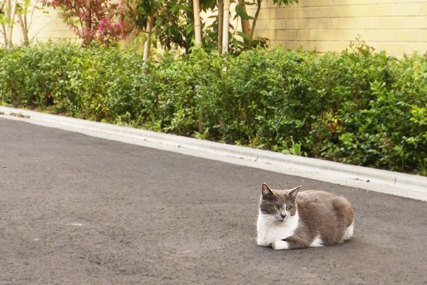 お目メぱちこん