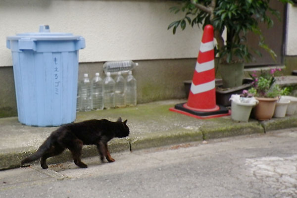 歩くやせっぽちの黒猫さん