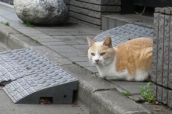 薄い色の茶白さん