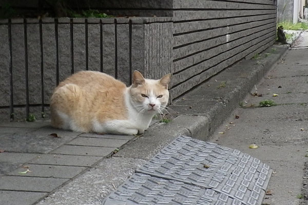 そっちは行き止まりですにゃ