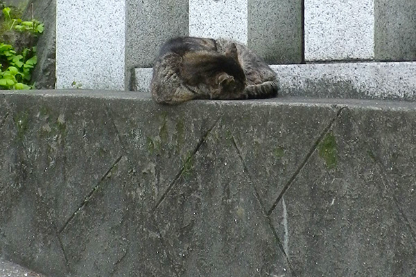 神社の参道で寝ていたツキ君