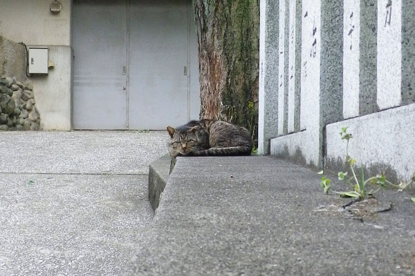 参道のツキ君正面から