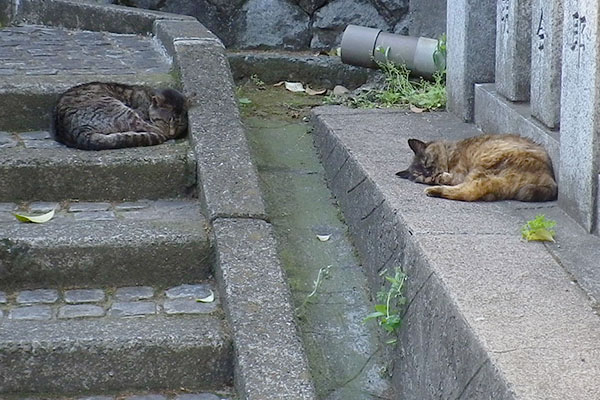 カエデの近くのツキ君