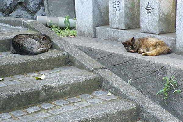 角度を変えてツキとカエデ