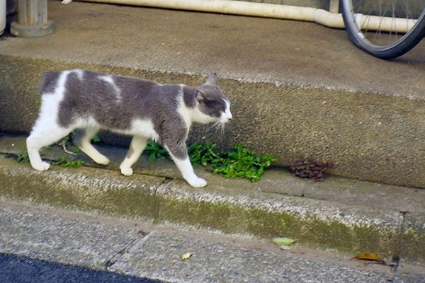 姉にゃん定位置からとてとて