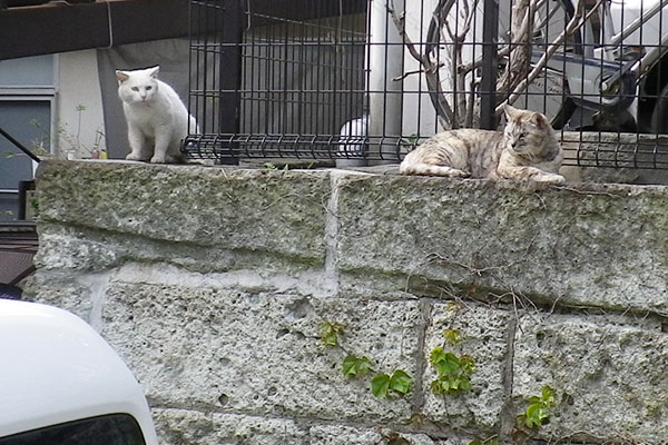 銀とハク