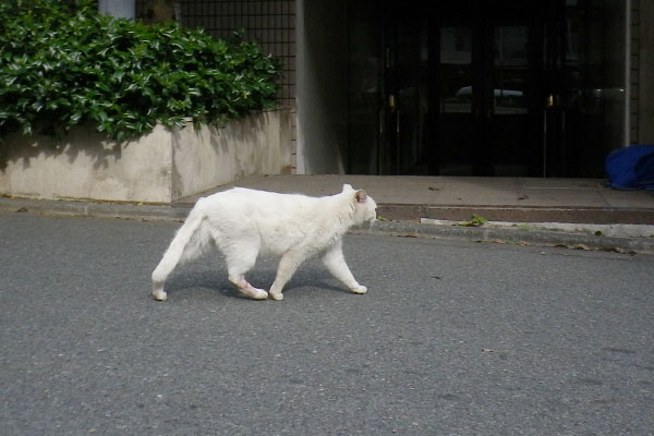 あんよがハゲてるハク