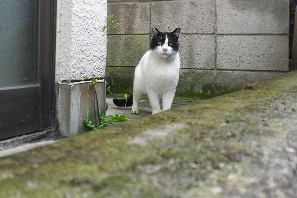 フェンスの隙間から