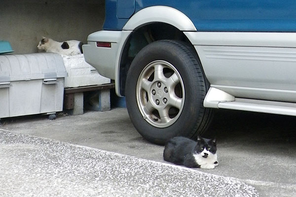 少し離れてリボンとタク