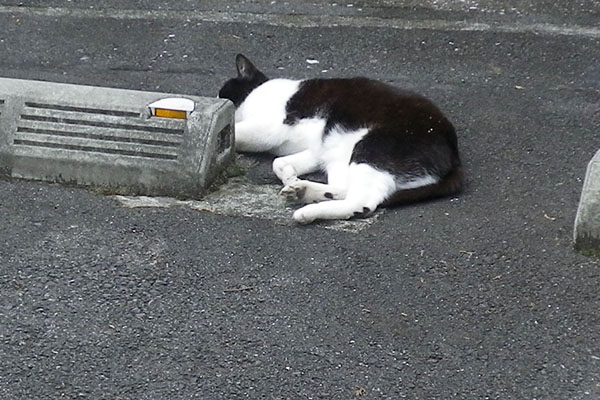 マシューころりん