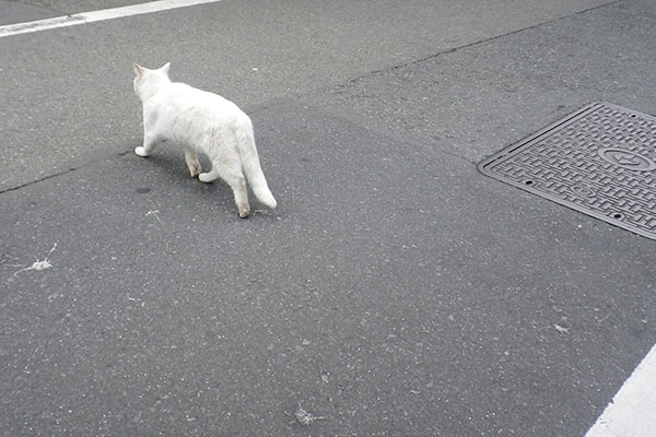 道路を渡るリリ