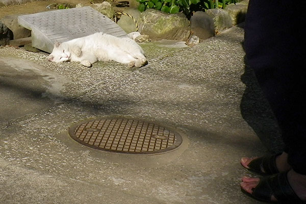 教授に甘え中のハク