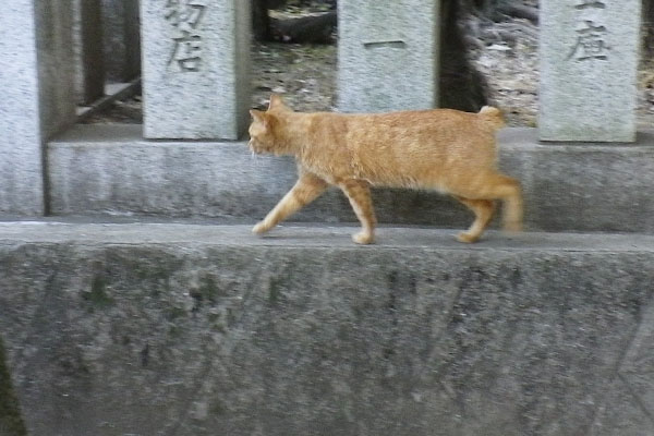 柵を抜けてトコトコ