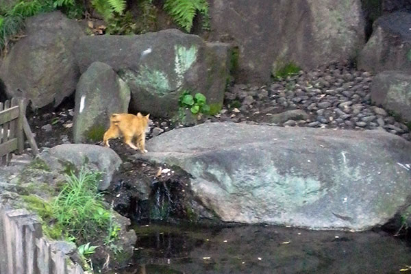 大きな石の上