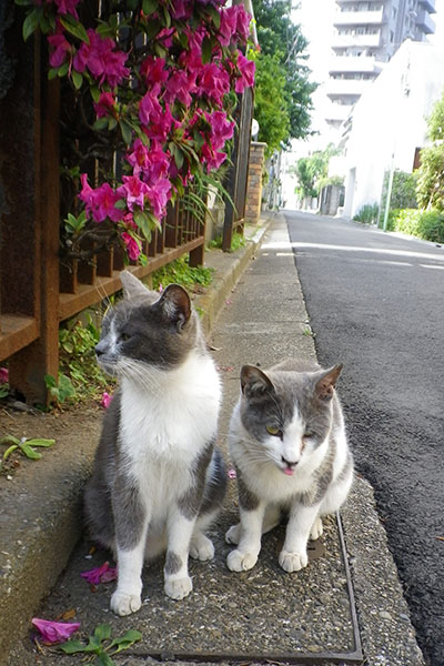 ちび他人顔