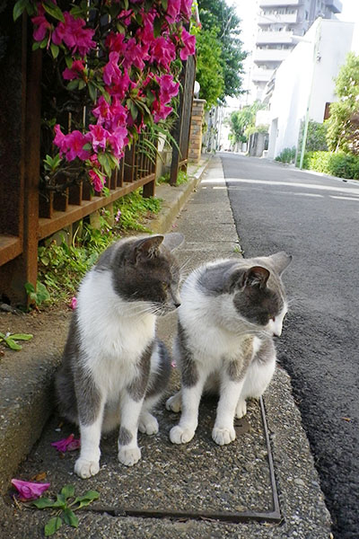 並んで坊を気にする