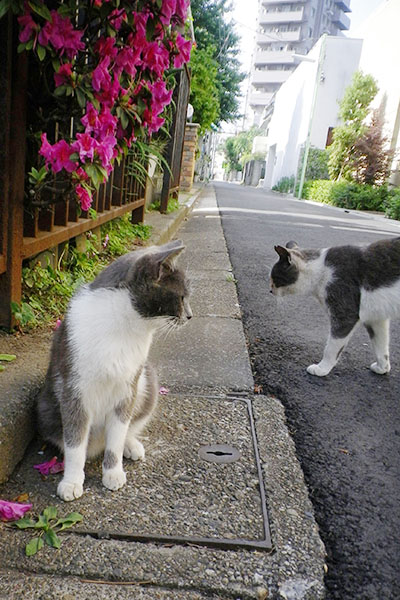 坊を気にするちび