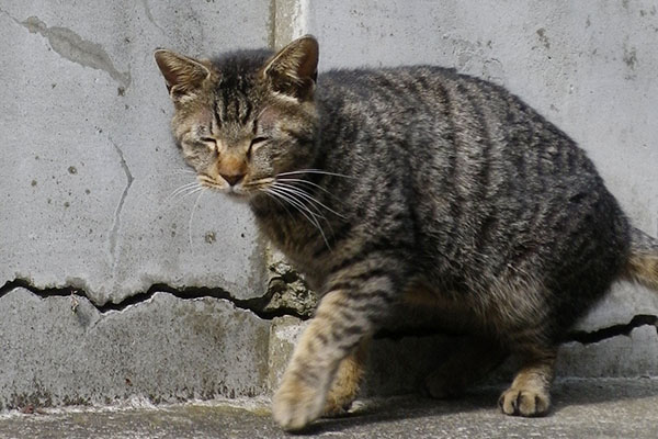 目を細めるタビワン