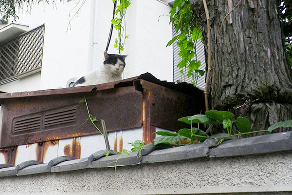 朽ちた物置の上ブレ