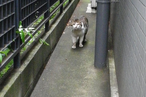 立ち止まるドンちゃん