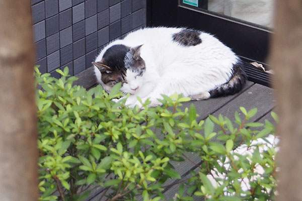 前の日のお寝んねウィン