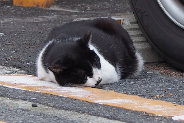 マシューが寝てます